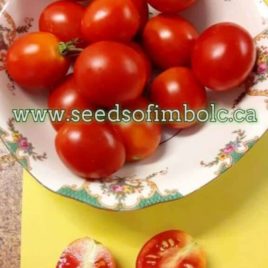 Tomato – ‘Yagodka ‘