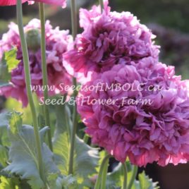 Poppy ‘Luscious Lavender’ Peony PomPom