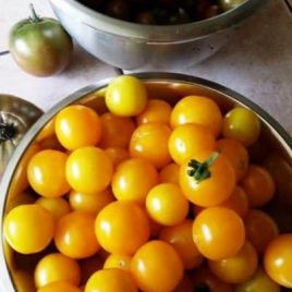 Tomato – ‘Hartmans Yellow Gooseberry’ Cherry Tomato