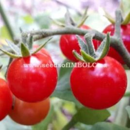 Tomato – ‘Grays Sweet Cherry’
