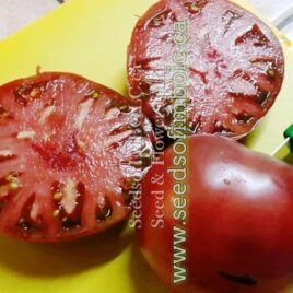 Tomato – Cherokee Purple -‘Indian Stripe’