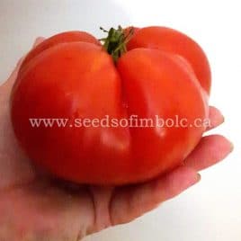 Tomato  -‘Pruden’s Purple’