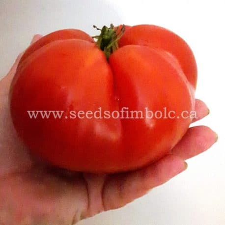 Large beefsteak type tomato Prudens Purple