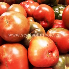 Tomato – ‘Black Krim ‘