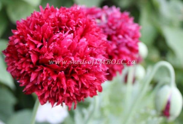 Poppy 'Scarlet' - Seeds Of Imbolc