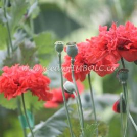 Poppy ‘Red Feathers’
