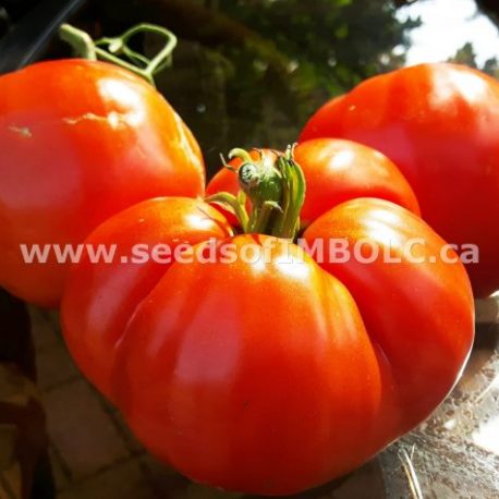 Italian Heirloom tomato