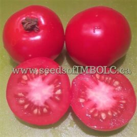 Tomato – ‘Russian Saskatchewan’ Dwarf