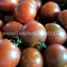 Tomato – ‘Brown Berry Cherry ‘