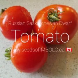 Tomato – ‘Russian Saskatchewan’ Dwarf