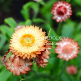 Strawflowers “Apricot Mix”