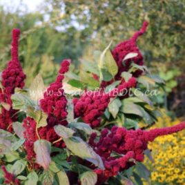 Amaranth ‘Elephant Head ‘