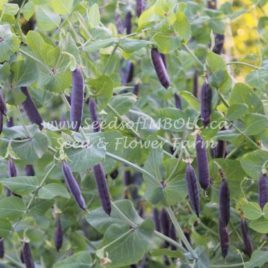 Pea – ‘Blue Pod Capucijners’