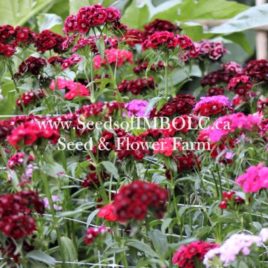 Dianthus – ‘Sweet William Mix’