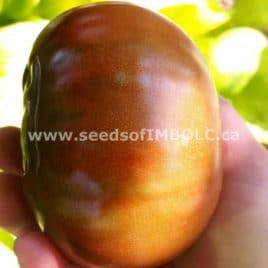 Paul Robeson Tomato – SEED