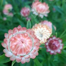 Strawflowers “Apricot Mix”