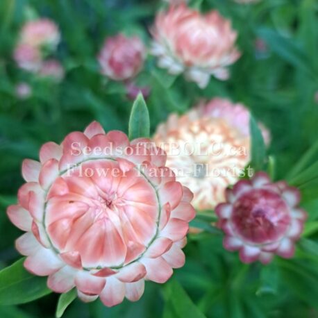 apricot strawflowers