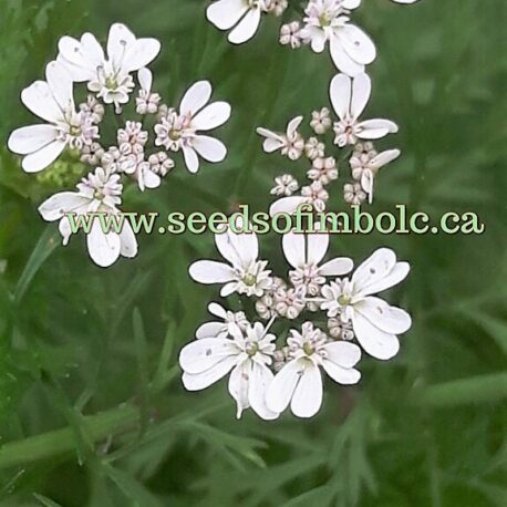 cilantro flowers