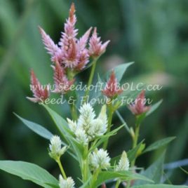 Celosia argentea spicata -MIX