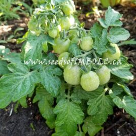 Tomato – ‘Hahms Gelbe’ Micro Dwarf