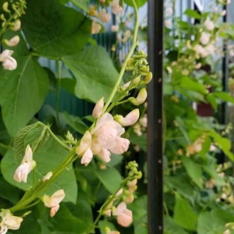 Sunset Runner Beans
