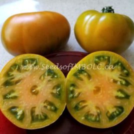 Tomato – ‘Thorburns Terra Cotta’