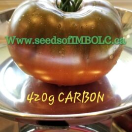 TOMATO – ‘Carbon’