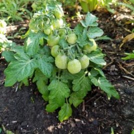 Tomato – ‘Hahms Gelbe’ Micro Dwarf
