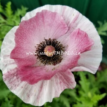 20190719 poppy mother of pearl