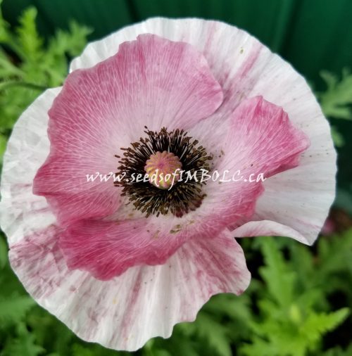 Mother Of Pearl Poppies: The Most Unusual And Beautiful Flower In The World 