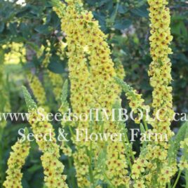 Verbascum Chaixii ‘Sixteen Candles’