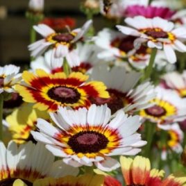 Painted Daisy -Tricolour Chrysanthemum Rainbow Mix