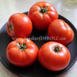 Tomato – ‘Plourde Heirloom’