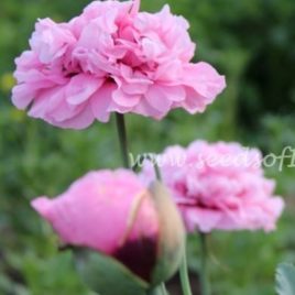 Poppy 'Scarlet' - Seeds Of Imbolc