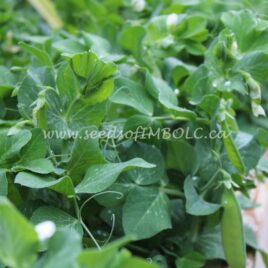 Pea – ‘Tom Thumb Dwarf’ Pea