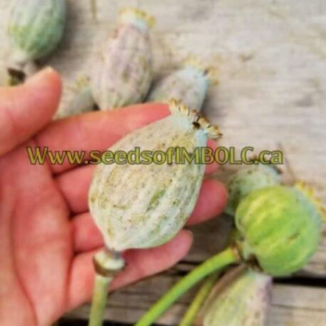 giganthemum poppy seed heads