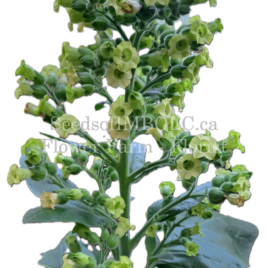 Nicotiana rustica ‘Aztec Flowering Tobacco’