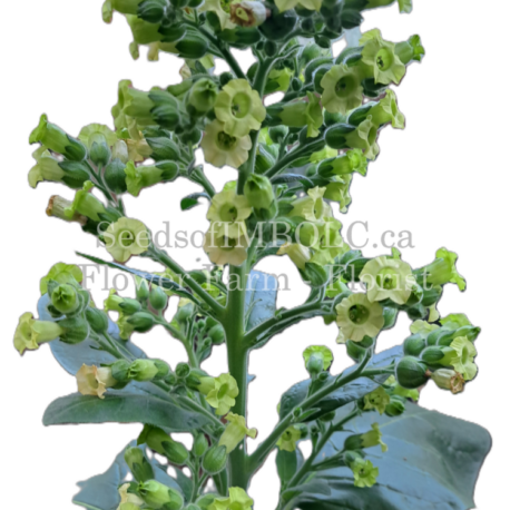 aztec tobacco nicotiana rustica bg removed