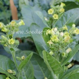 Nicotiana rustica ‘Aztec Flowering Tobacco’ 