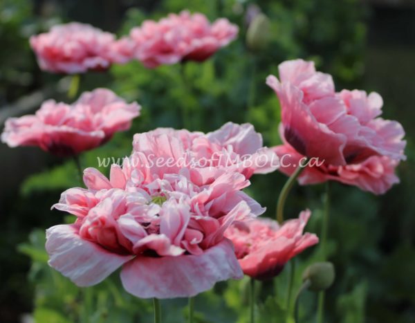 Sallies Double Pink Peony Poppy – Seeds Of Imbolc