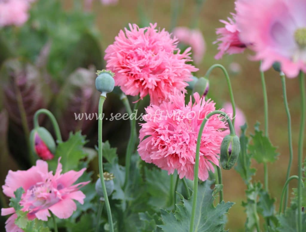 Beautiful Poppy Flowers - 60x80cm (24x32in) / Square
