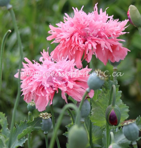 Overskæg designer kradse Pink Sizzle Poppy – Seeds Of Imbolc