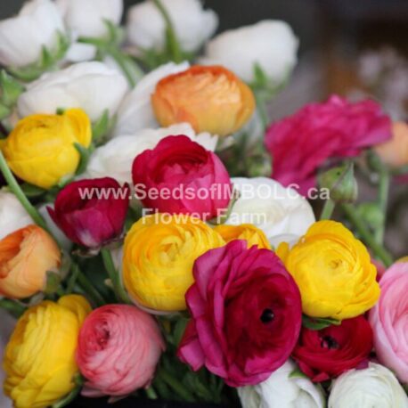 Ranunculus – Spring Blooms