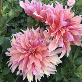 Dahlia ‘Labyrinth’