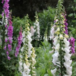 Foxglove Mix