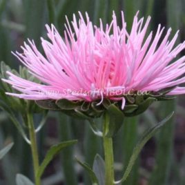Aster ‘Valkyrie Pink’