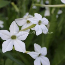 Nicotiana – Flowering Tobacco ‘Grandiflora’