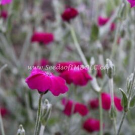 Lychnis coronaria aka Rose Campion