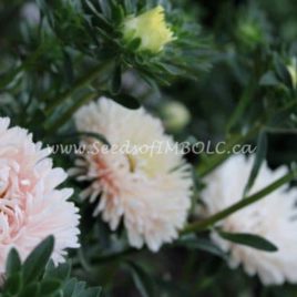 Aster ‘King Size Apricot’