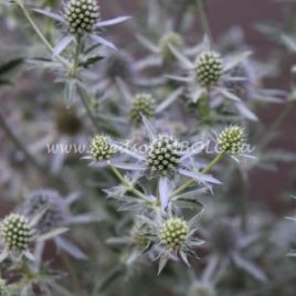 Eryngium  – Sea Holly